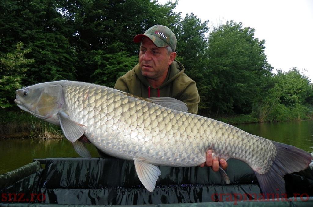 Tancabesti 2013 - 17,29 kg